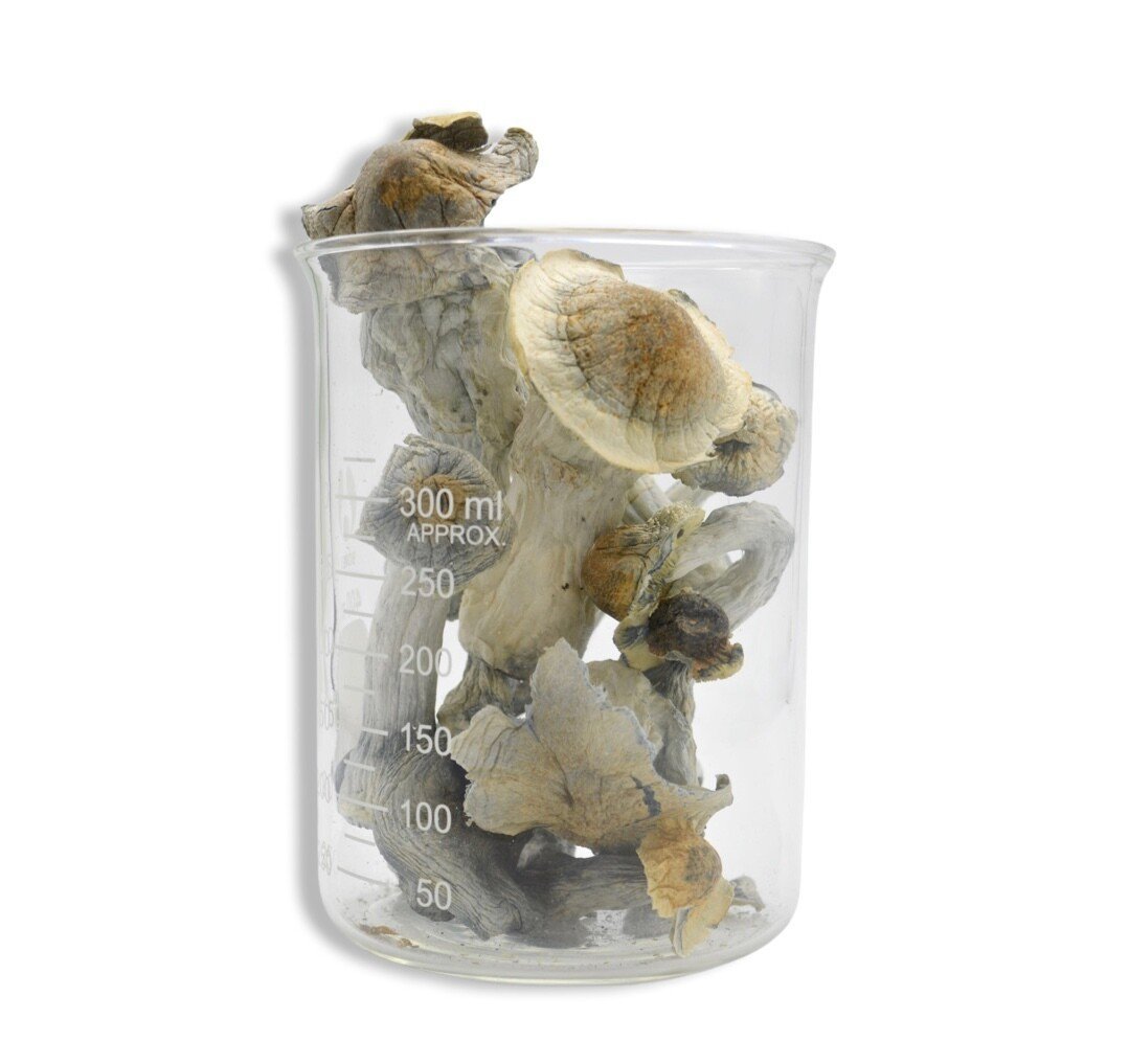 Albino Penis Envy Magic Mushrooms