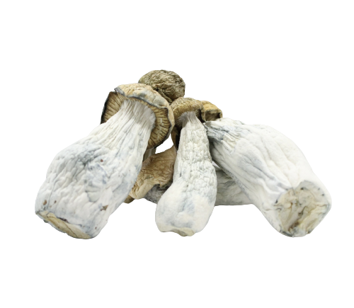 Goldmember Magic Mushrooms