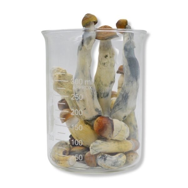 Lyophilized Penis Envy Magic Mushrooms