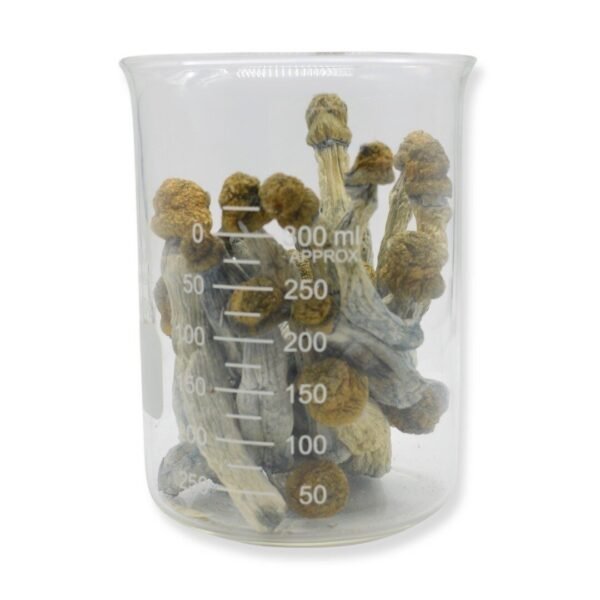 Blue Goba Magic Mushrooms