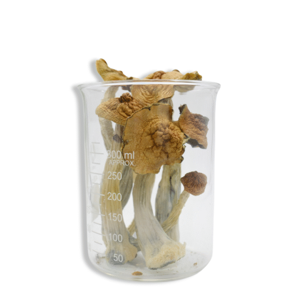 Trans Envy Magic Mushrooms