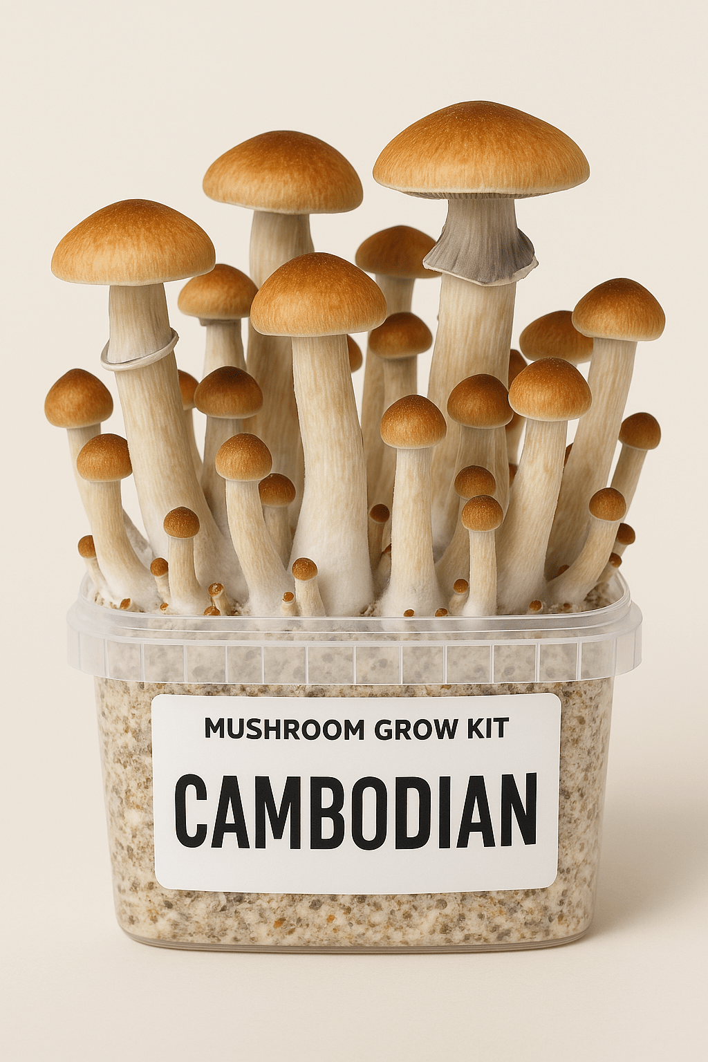 Magic Mushroom Grow Kit ‘Cambodian’