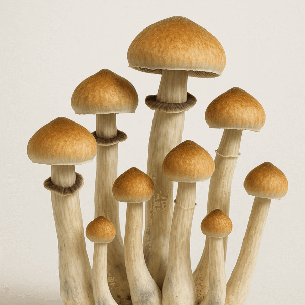 Magic Mushroom Grow Kit ‘Equadorian’
