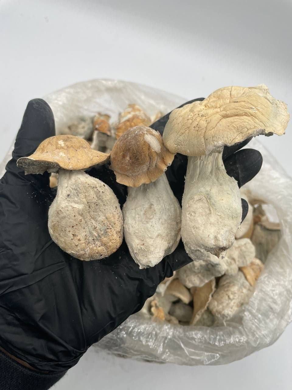 Golden Teacher Magic Mushroom
