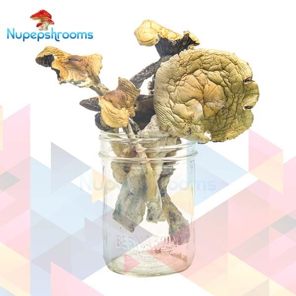 Alacabenzi Magic Mushrooms