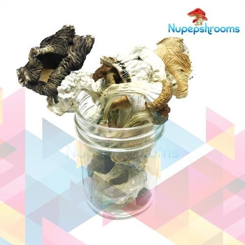 Amazonian Cubensis Mushrooms
