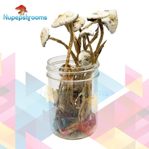 Avery Albino Cubensis Mushrooms