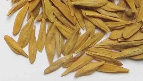 STROPHANTUS GRATUS SEEDS