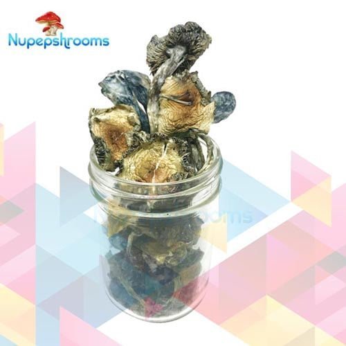 Blue Meanie Cubensis Mushrooms