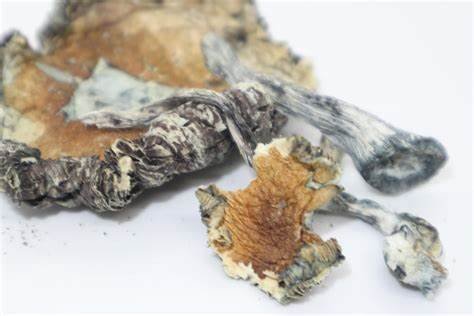 Blue Meanie Mushroom