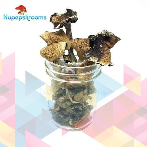 Brazilian Magic Mushrooms