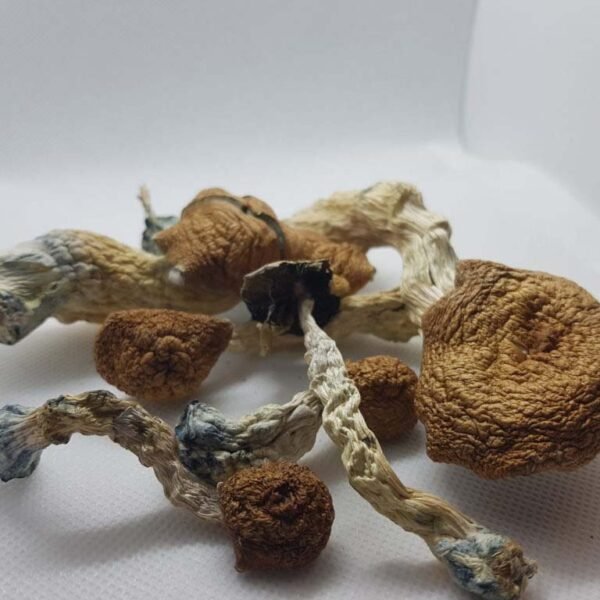 Amazonian Magic Mushrooms