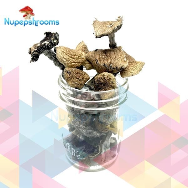 Cambodian Cubensis Mushrooms