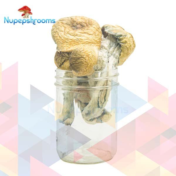 Florida White Magic Mushrooms