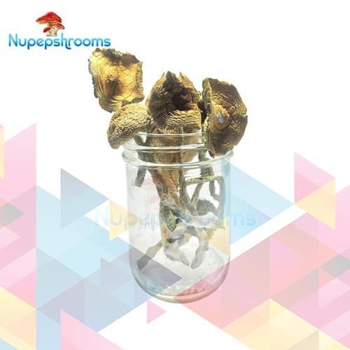 Golden Emperor Mushrooms
