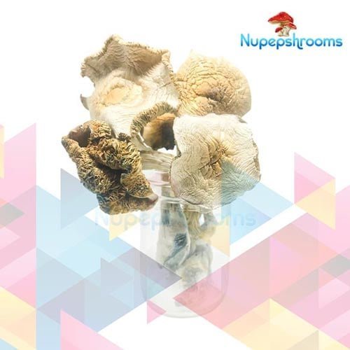 Psilocybe Cubensis: Golden Teacher AAAA+ Mushrooms