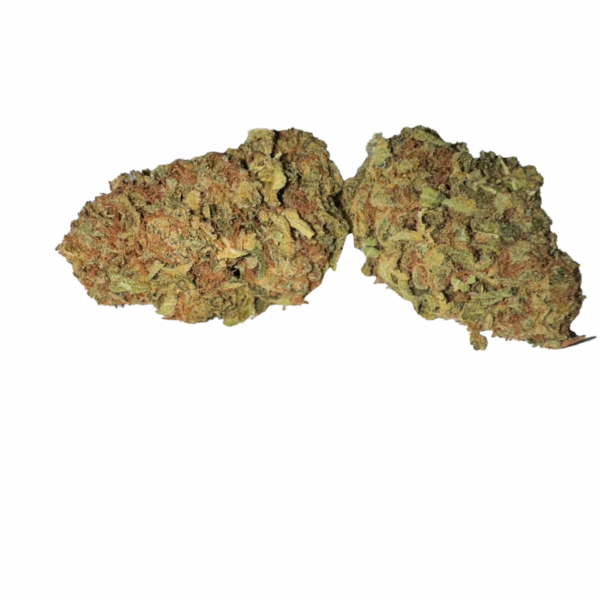 BLOW OUT SALE Sunflower Hybrid 28G $45