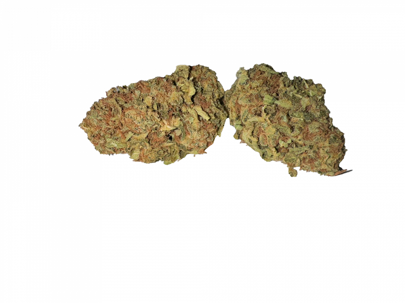 BLOW OUT SALE Sunflower Hybrid 28G $45