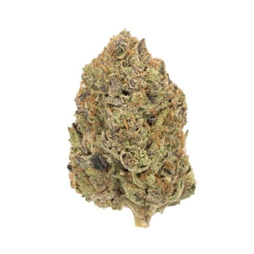 Mimosa | Sativa