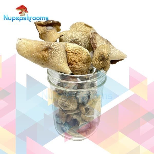 NEW Burmese Psilocybe Cubensis