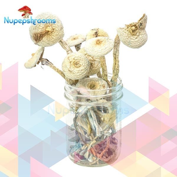 Bulk Rustic White Magic Mushrooms