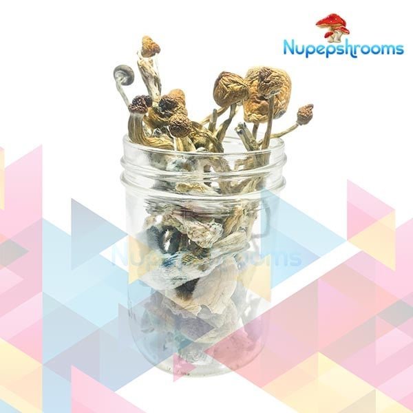 Bulk Transkei Magic Mushrooms
