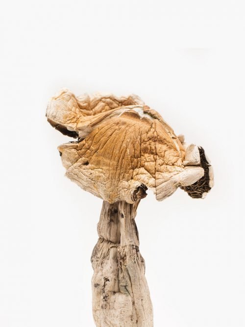 Amazonian Magic Mushrooms – Buy Mushrooms Online in USA
