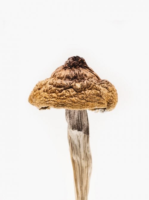Golden Caps Mushroom – Magic mushroom for sale