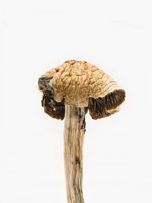 Brazilian Magic Mushrooms – Magic Mushroom For Sale