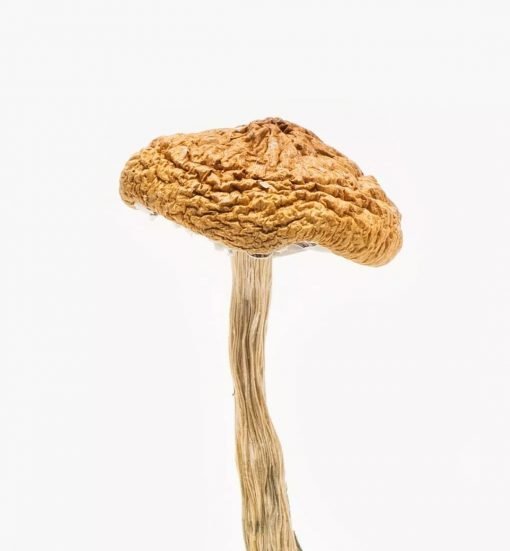British Columbia Cyanescens – Psilocybin Mushroom For Sale