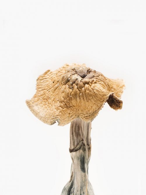 Burmese Magic Mushrooms – buy magic mushrooms