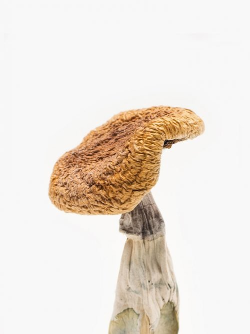 Golden Teacher For Sale – Buy psychedelic mushrooms near me