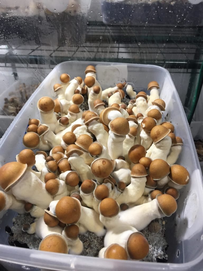 Penis Envy Mushrooms
