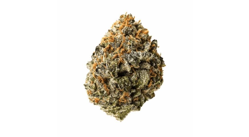 Sonoma Coma Sativa
